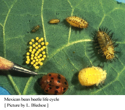 life_cycle : Mexican Bean Beetle